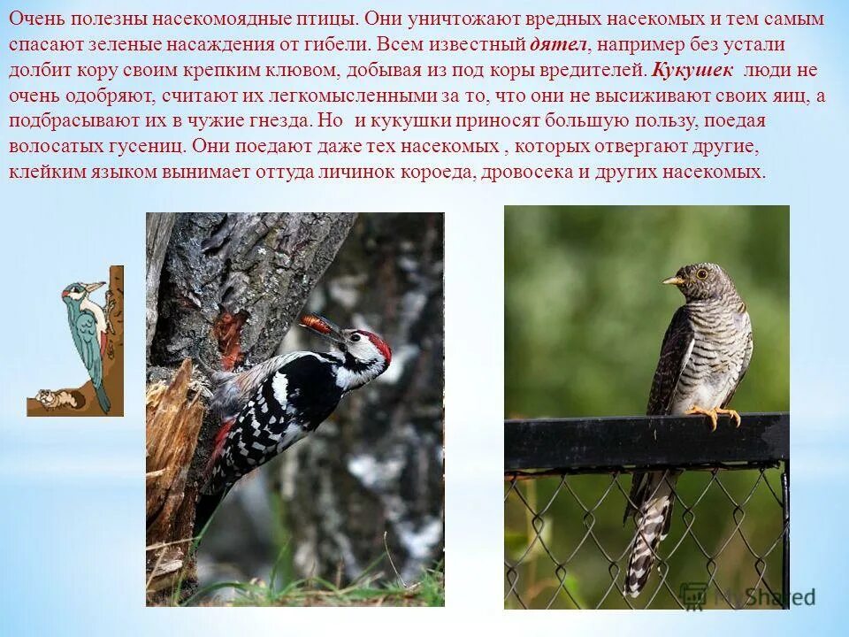 Почему зерноядные птицы. Насекомоядные птицы. птицы питающиеся насекомыми. зерноядные и насекомоядные птицы. клюв насекомоядных птиц.