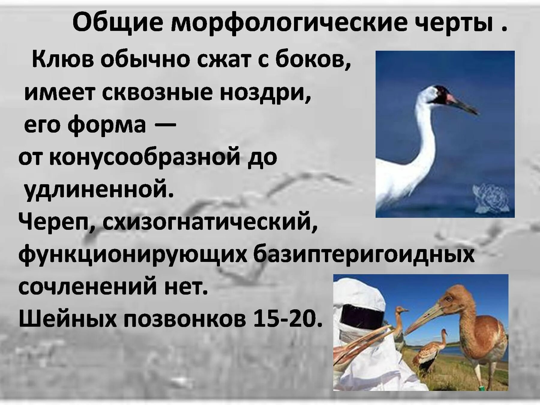Характерные черты класса птицы наличие различных