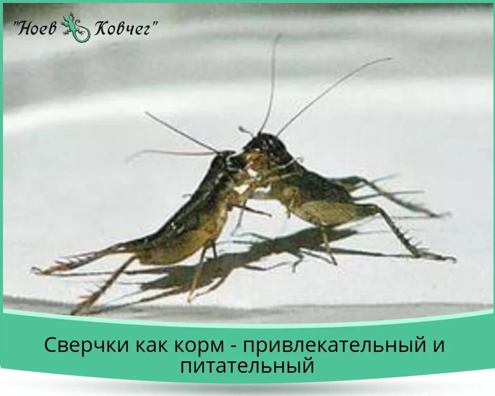 Как называется звук сверчков. Бои сверчков в китае. китайский бой сверчков. сверчок. боевой сверчок.
