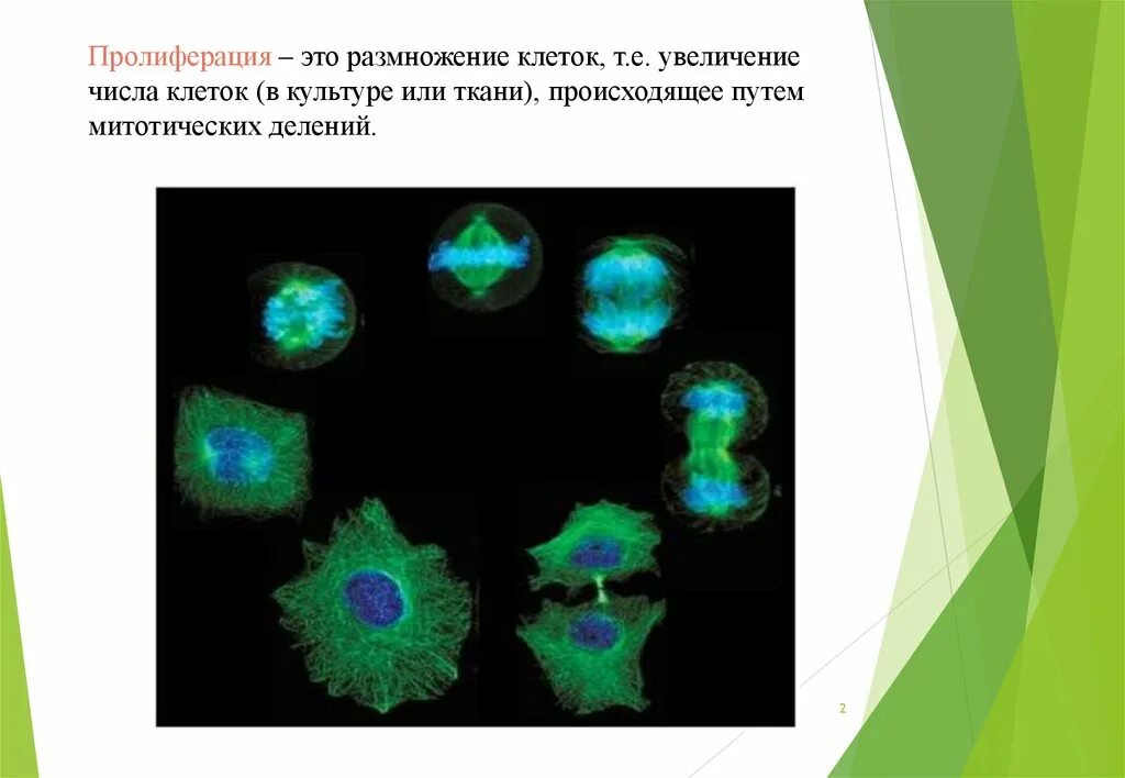 Пролиферация это простыми словами. Пролиферация клеток это деление. Лимфоклеточная пролиферация. Клетки пролиферата. Пролиферация опухолевых клеток.