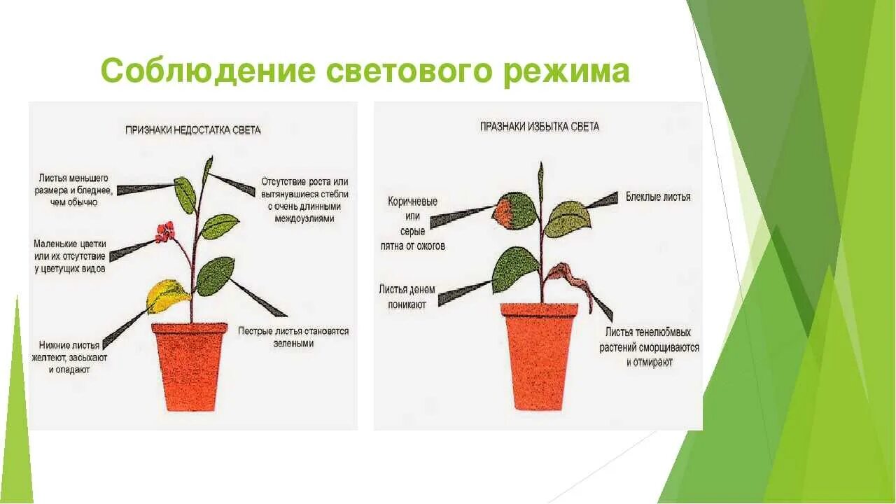 Антропогенные экологические факторы. Световой режим биология 5 класс. Световой режим биология 5 класс. Световой режим растений. Световой режим помещений.