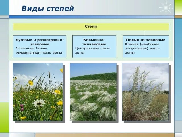 Виды степей. Типы степей России. Общий вид растительности в степи. Общий вид степей в России. Лесостепи климат растения животные