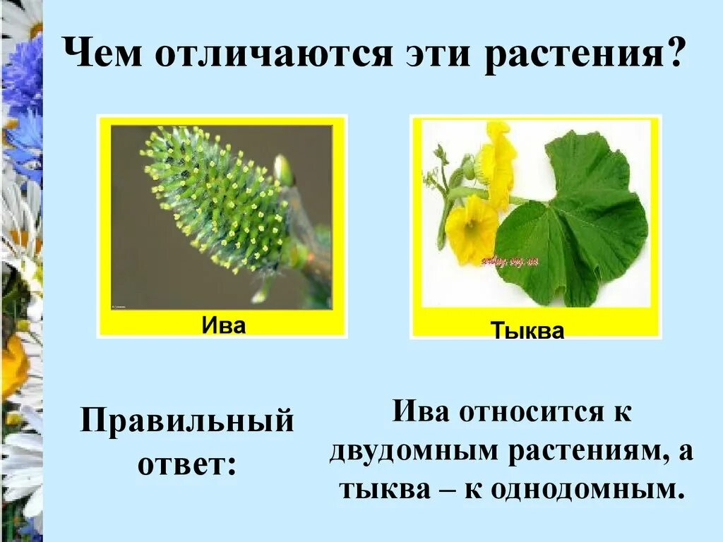 Что является частью женского растения ивы ответы. Ива однодомное или двудомное растение. к однодомным растениям относятся. какие растения являются двудомными. двудомные растения тыква.