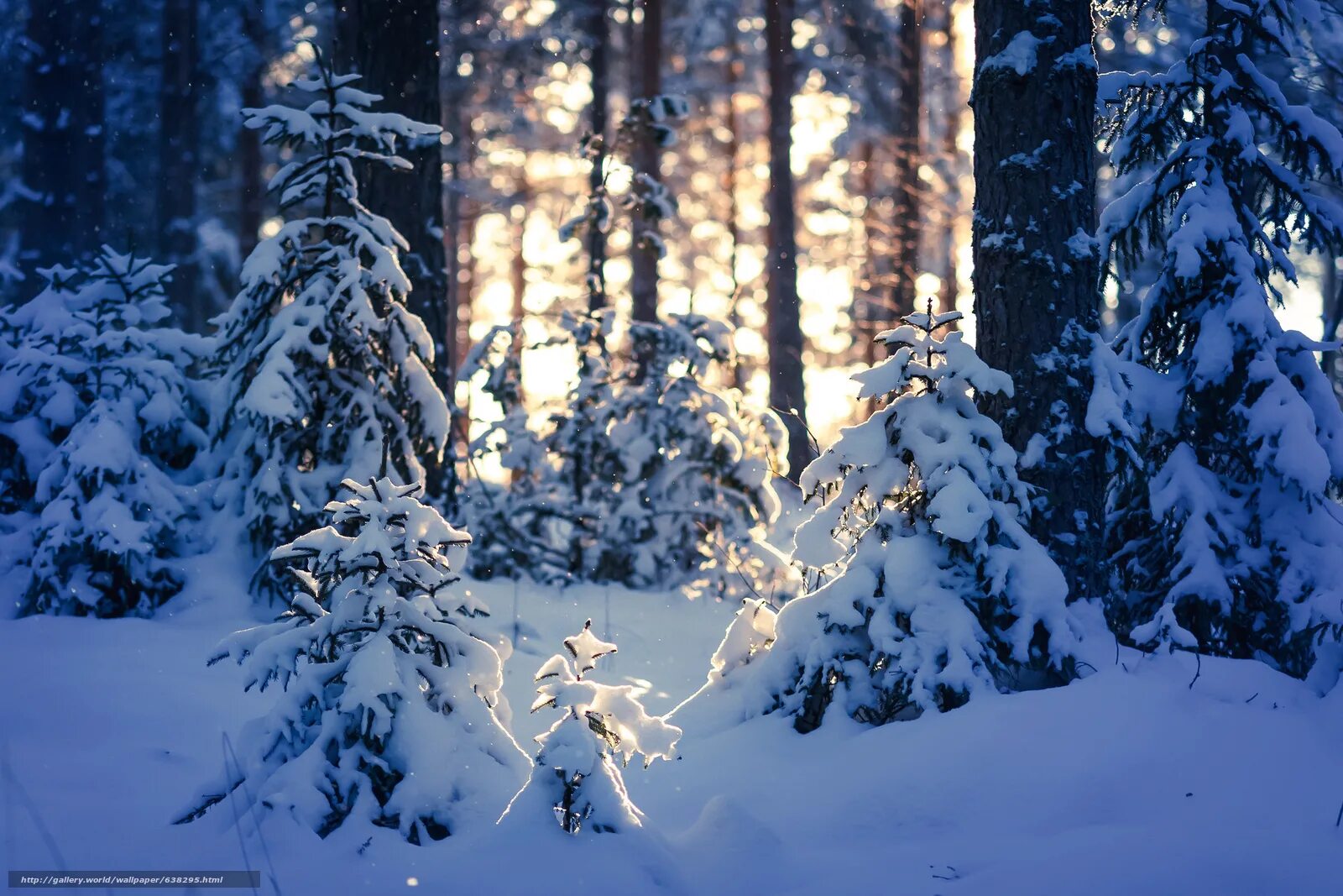 Зимний лес. Зимний плес. Зимний лес для детей. Зимой в лесу. Зимой в лесу.