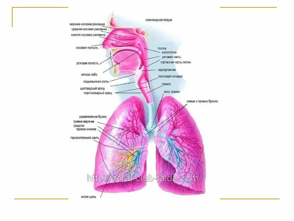 Носоглотка бронхи гортань носовая полость легкие трахея. Дыхательная система. Строение воздухоносных путей. Дыхательная система воздухоносные пазухи. Носовая полость носоглотка гортань трахея и бронхи.