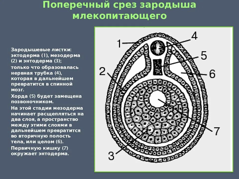 Зародыш листки. Поперечный срез зародыша млекопитающего. поперечный срез эмбриона. поперечный разрез миноги. поперечный срез.