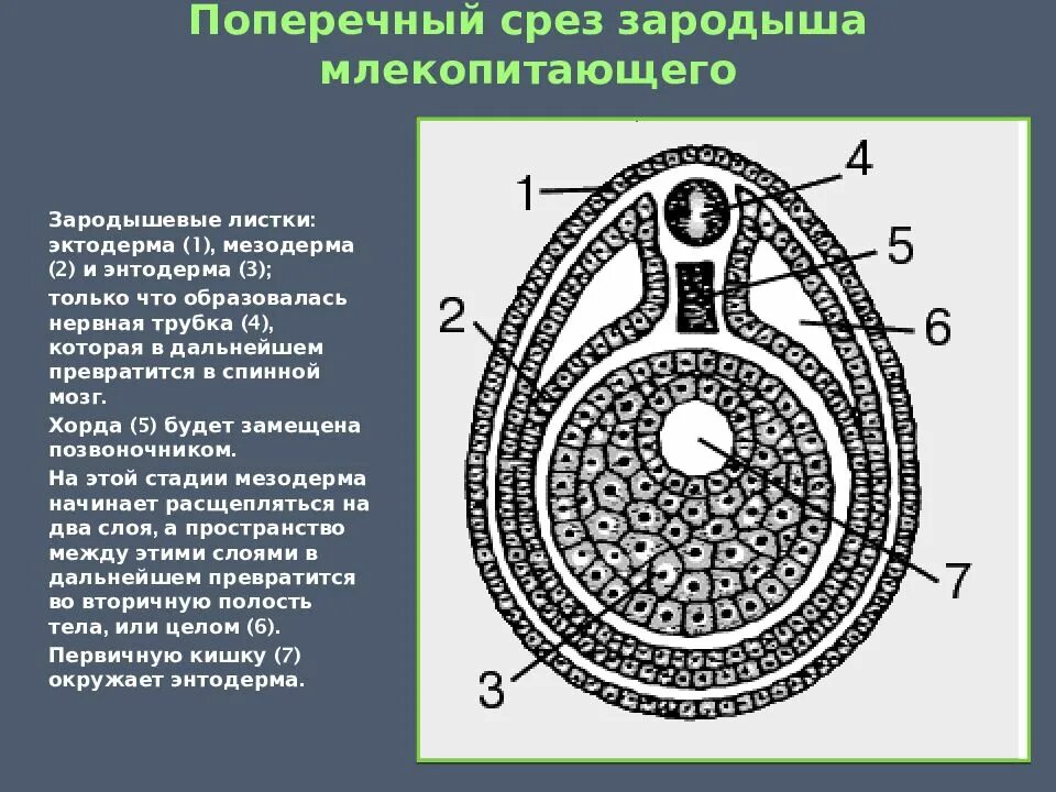 Данные поперечного среза. Поперечный срез зародыша млекопитающего. Поперечный срез. Поперечный срез эмбриона. Поперечный разрез миноги.