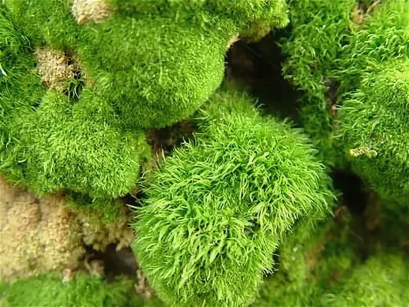 мхи подмосковных лесов. мох луговой. 13 13 мох. Bryophyta. оксфорд мох.