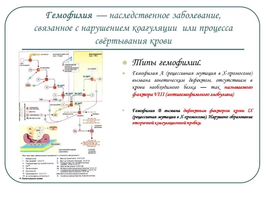 Факторы свертывания крови гемофилия. Гемофилия патогенез схема. Схема свертывания крови при гемофилии. Механизм развития гемофилии. Гемофилия это наследственное заболевание