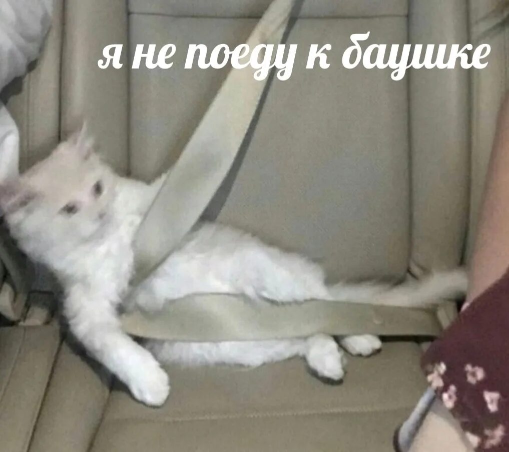 Кот мем 2025. Кот мем 2025