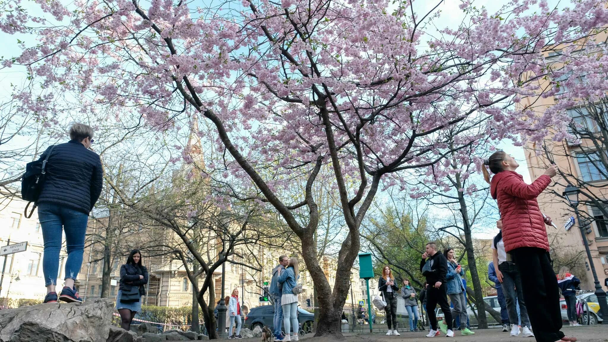 Сад дружбы в Санкт-Петербурге цветение Сакуры. Цветение Сакуры в Питере 2023. Парк дружбы Санкт-Петербург Сакура цветение. Сад дружбы СПБ Сакура.