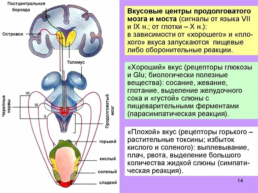 Мост рефлексы. Рецепторы вкусового анализатора. Сенсорная функция продолговатого мозга. Вкусовой анализатор физиология. Вкусовой анализатор головной мозг.