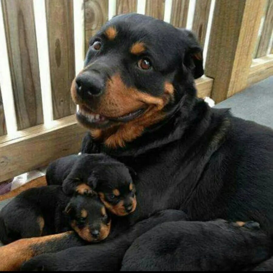 Мама собака а папа. Ротвейлер дворняга. Ротвейлер щенок. Щенки новорожденных ротвейлеров. Щенки ротвейлера с мамой.