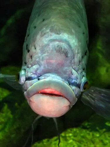 Губы рыбкой фото This Facebook Group Is Dedicated To Crappy Wildlife Photos That Are So Bad They’