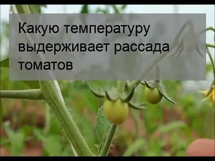 Самая низкая температура для рассады помидор