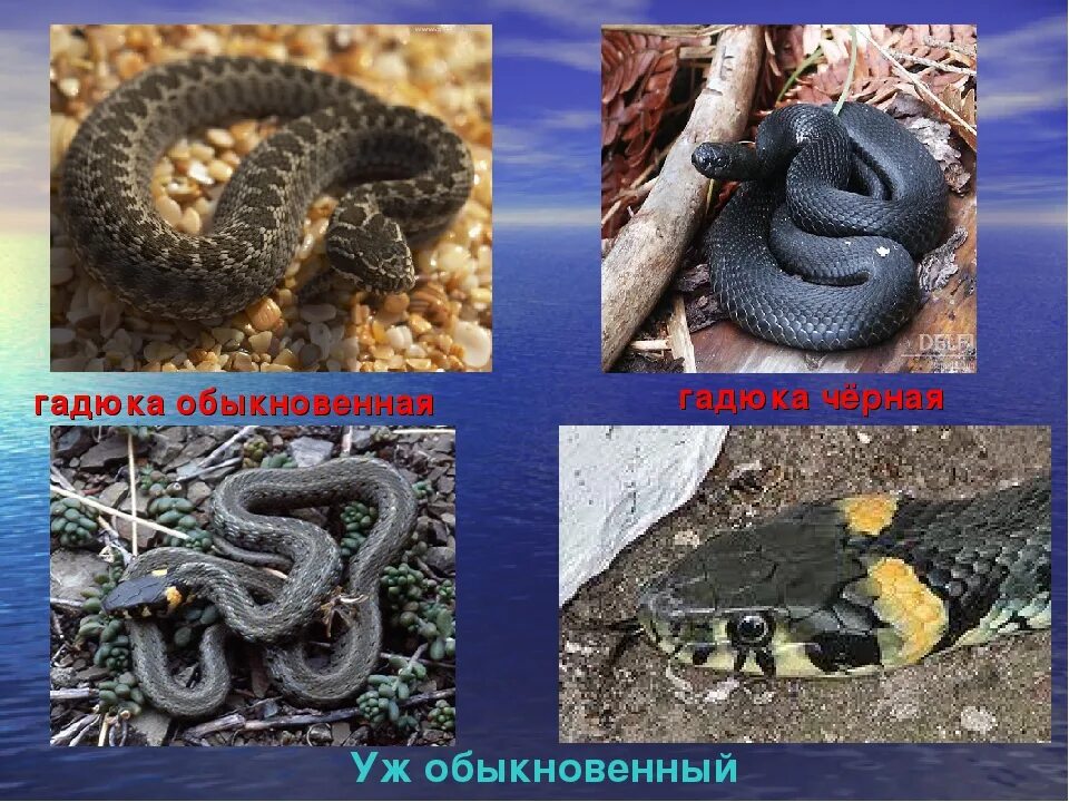 Различия гадюки и ужа 3 класс. Гадюка обыкновенная отличие от ужа. Змея уж и гадюка. Уж обыкновенный и гадюка обыкновенная различия. Уж и гадюка ядовитые змеи.