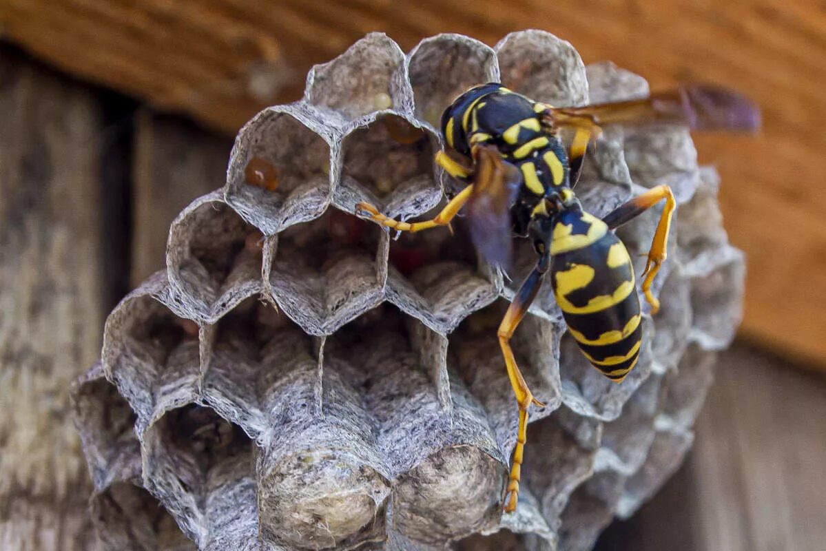 осиное лесное гнездо. шершень обыкновенный гнездо. осиное гнездо осы. рой шершней. улей осы.