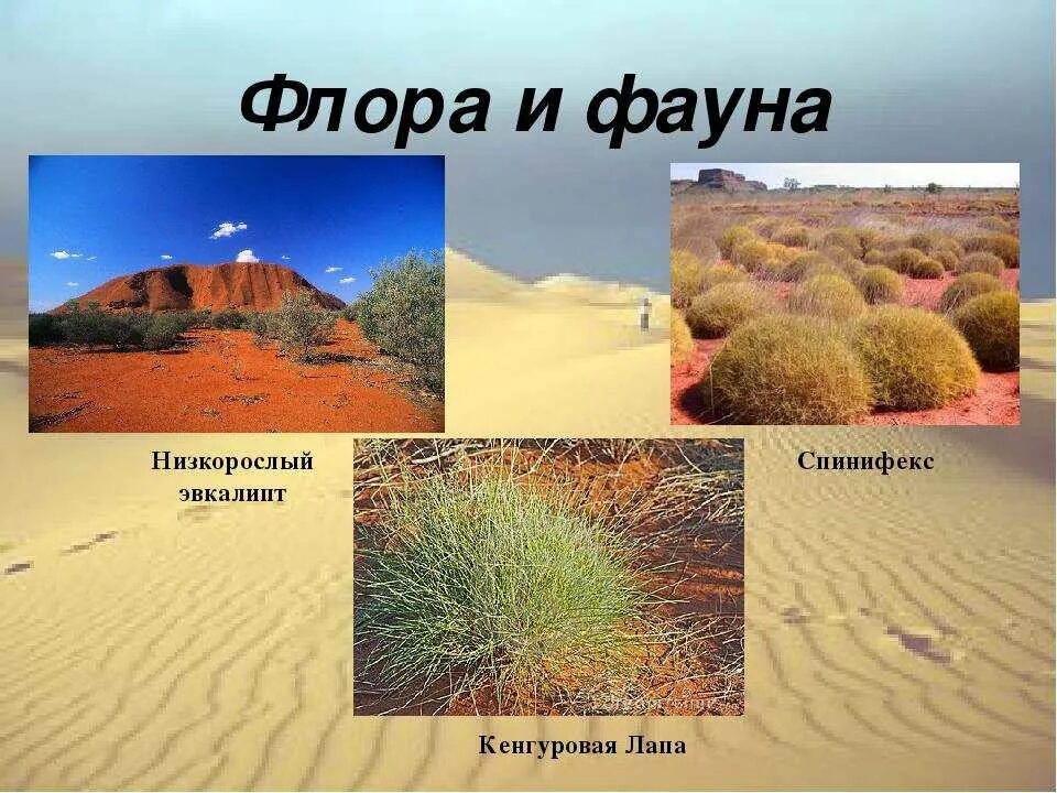 Пустыни на материке евразия. Растительный мир пустыни и полупустыни в России. Пустыни и полупустыни Австралии. Растительность полупустынь и пустынь Австралии.
