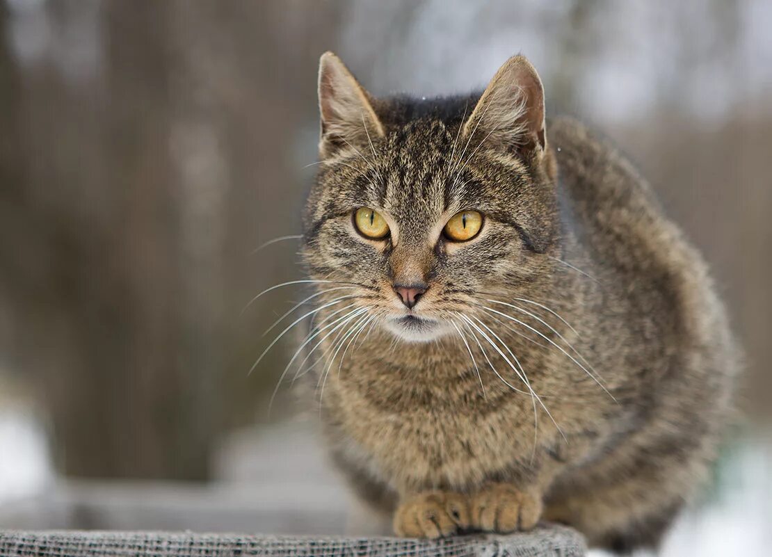 черный уличный кот. люк тредэвэй кот боб. бездомная кошка с котятами. уличные коты и собаки. дворовый кот.