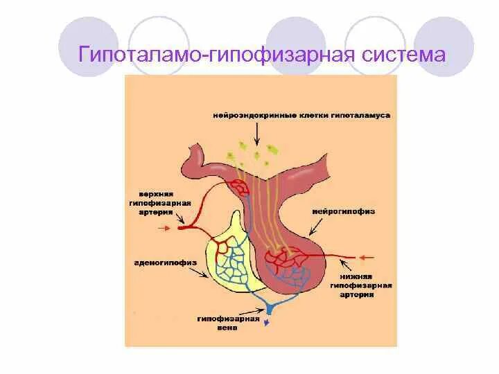 Гипоталамо гипофизарная система функции. Гипоталамо-гипофизарная система животных. Гипоталамо-гипофизарная система 5 уровней. Гипоталамо-гипофизарная система рисунок.