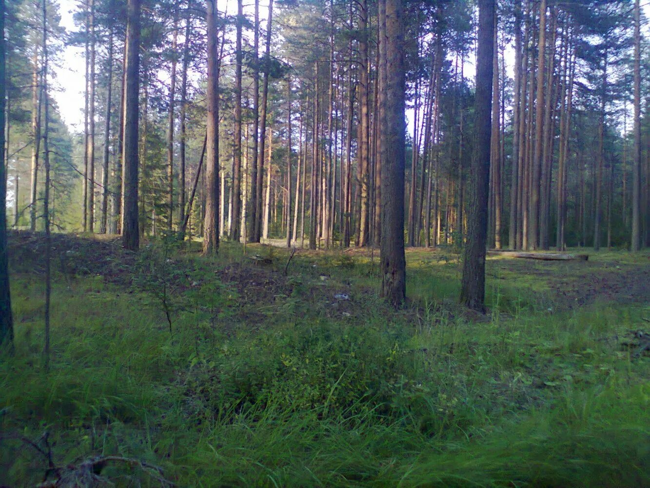 п воробьевица кострома. воробьевица костромская. пос песочный костромская область. воробьевица костромской. воробьевица костромская область.