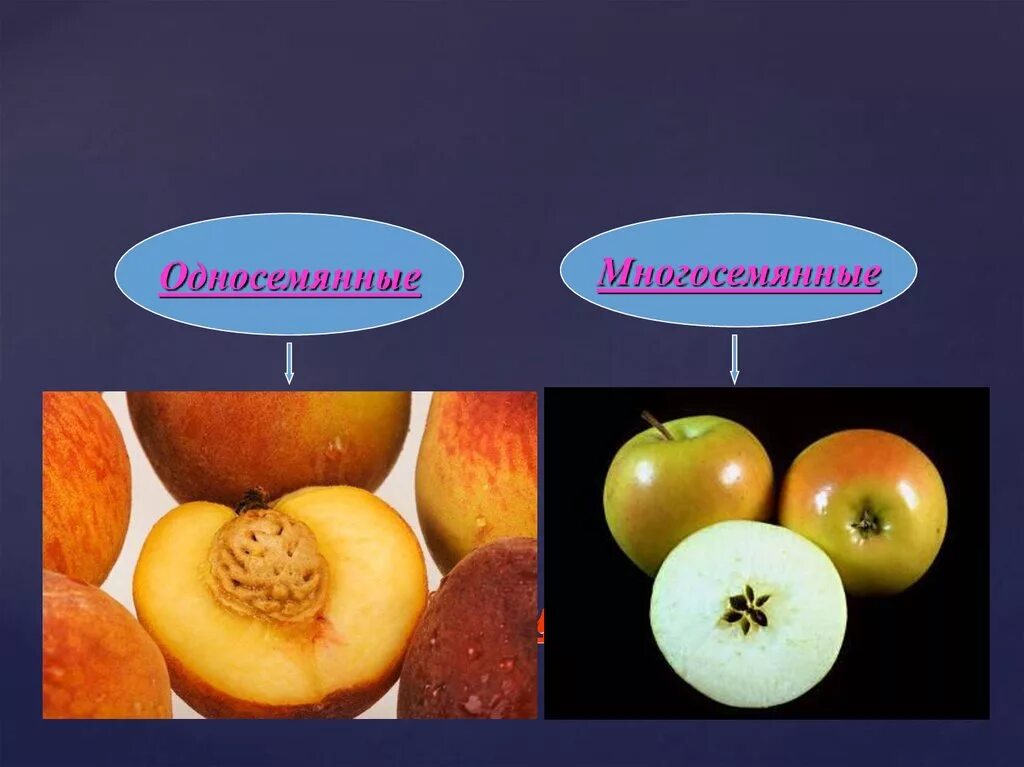 Корни образования горькие но плоды сладкие. Классификация плодов односемянные и многосемянные. Классификация плодов односемянные сухие. Односемянные сухие плоды классификация. Сочные плоды.