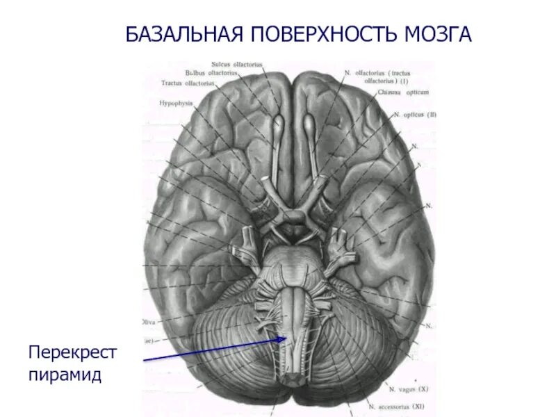 Нижняя поверхность мозга. Борозды базальной поверхности мозга. Базальная поверхность мозга анатомия. Головной мозг базальная поверхность с долями. Нижняя поверхность головного мозга борозды.