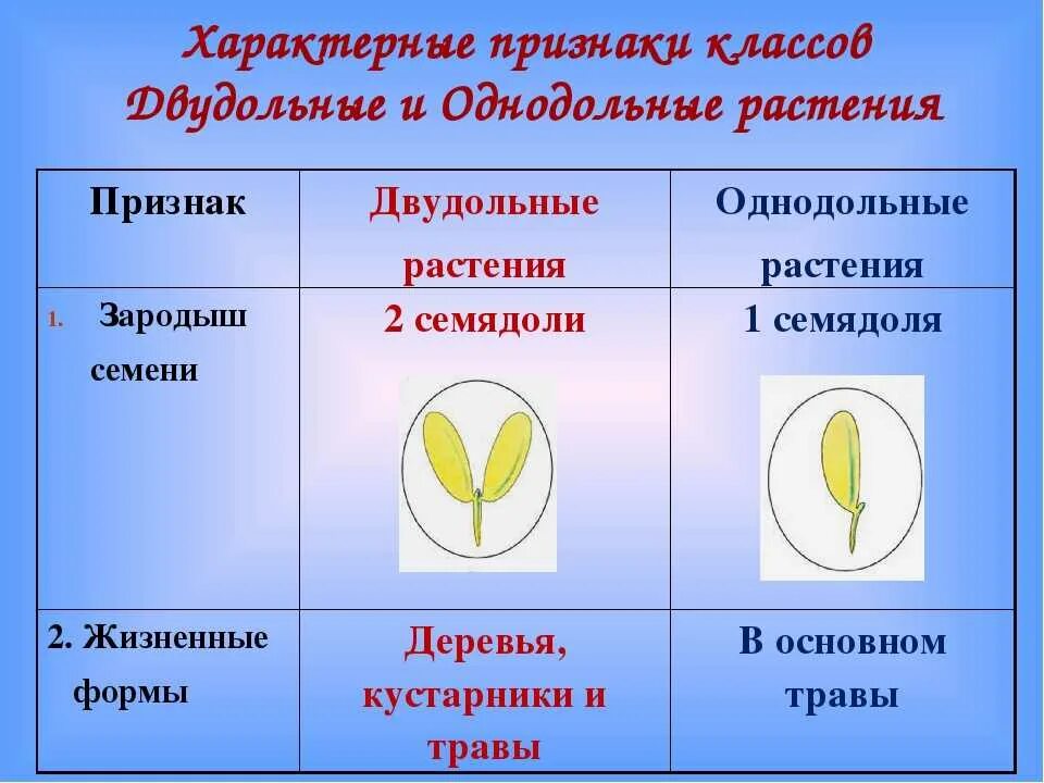 Однодольные характерные признаки. Семейства однодольных и двудольных. Признаки двудольных растений таблица. Признак характерный для класса однодольных растений.