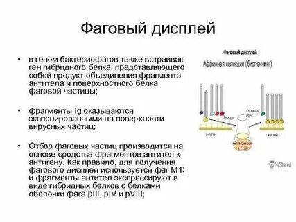 Белки бактериофага