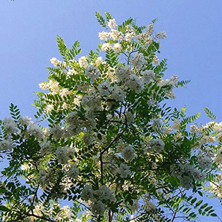 Акация белая кустарник. Акация дерево. Белая Акация дерево. Робиния ложноакациевая. Купить акация дерево