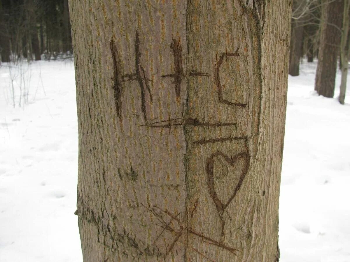 И вырезанное на ней