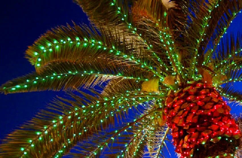 Какое дерево наряжают в индии. Какие деревья наряжают на новый год в других странах. Нарядить пальму вместо елки. Манговое дерево украшенное на новый год в индии. Индия украшенная цветами.