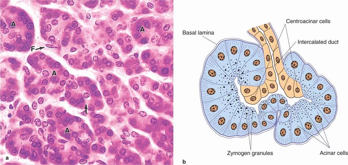Эпителий печени и поджелудочной железы. Ацинус поджелудочной железы гистология. Поджелудочная железа гистология препарат. Ацинус поджелудочной анатомия. Строение поджелудочной гистология.