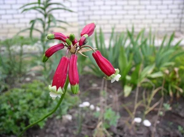 Купить Дихелостемма в Минске. Луковицы цветов, корневище, клубни растений почтой