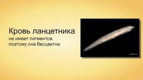 Бесчерепные биология 7