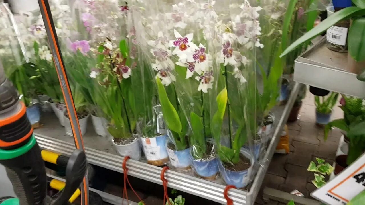 Фаленопсис из Оби. Фаленопсис в Оби. Оби орхидеи. Орхидеи в уценке в Оби. Оби купить орхидею