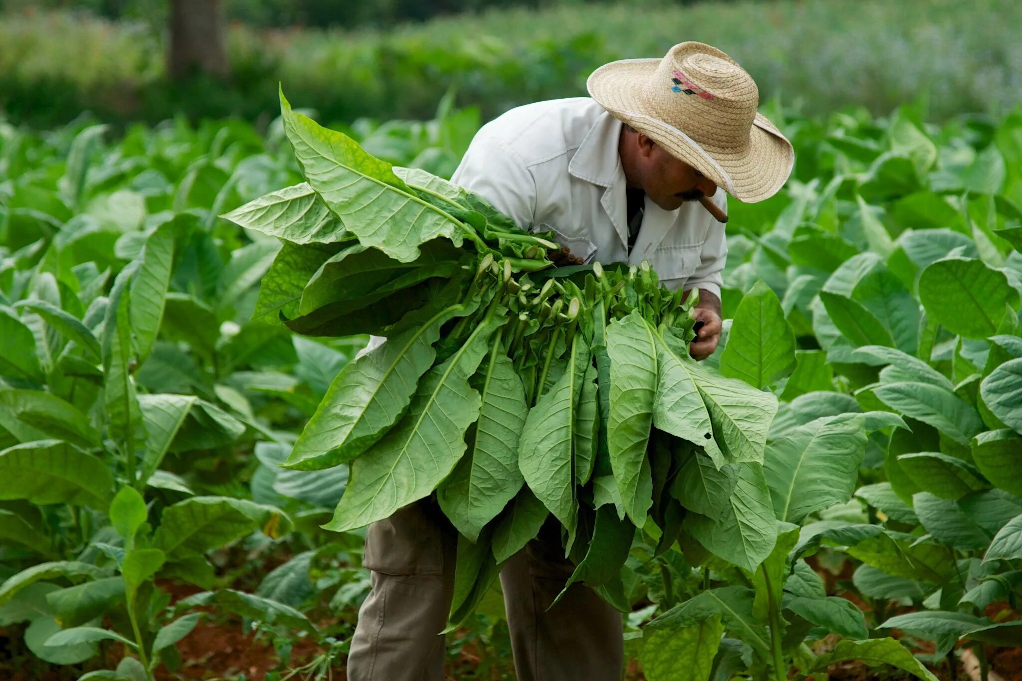 Harvest plants. Растение табак курительный. Табак курительный самосад. Табак махорка растение. Табак курительный Урожайная грядка.