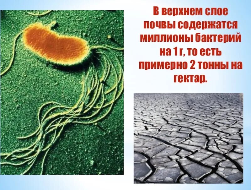 Значение почвенных бактерий. Бактерии в почве. Микробы в почве. Почвенные микроорганизмы. Микроорганизмы в почве.