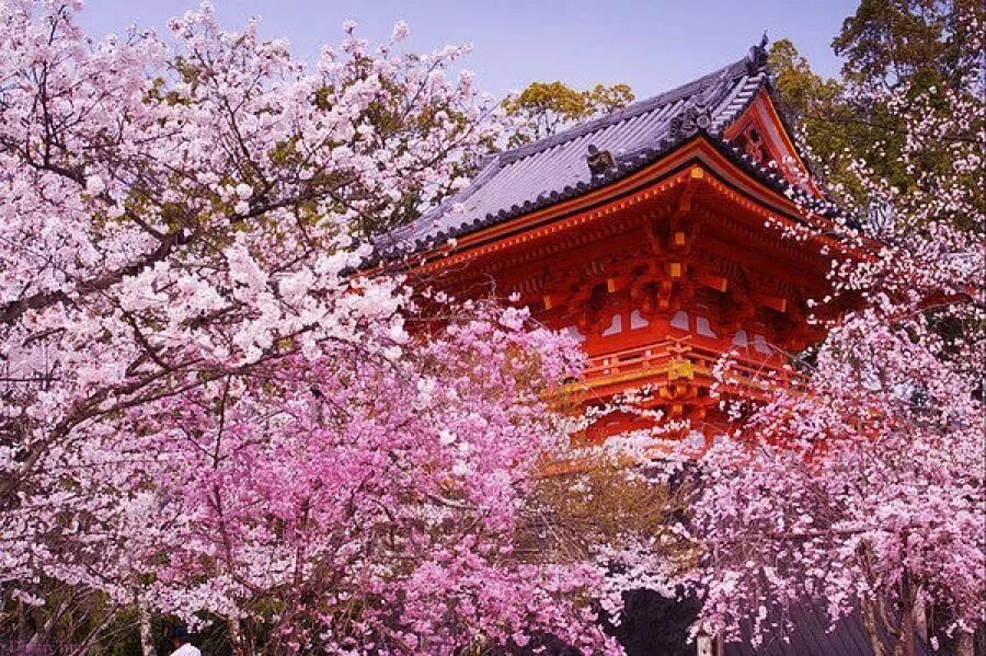 Сакура и храм. Саппоро Сакура. Япония Сакура Ханами. Сакура символ Японии.