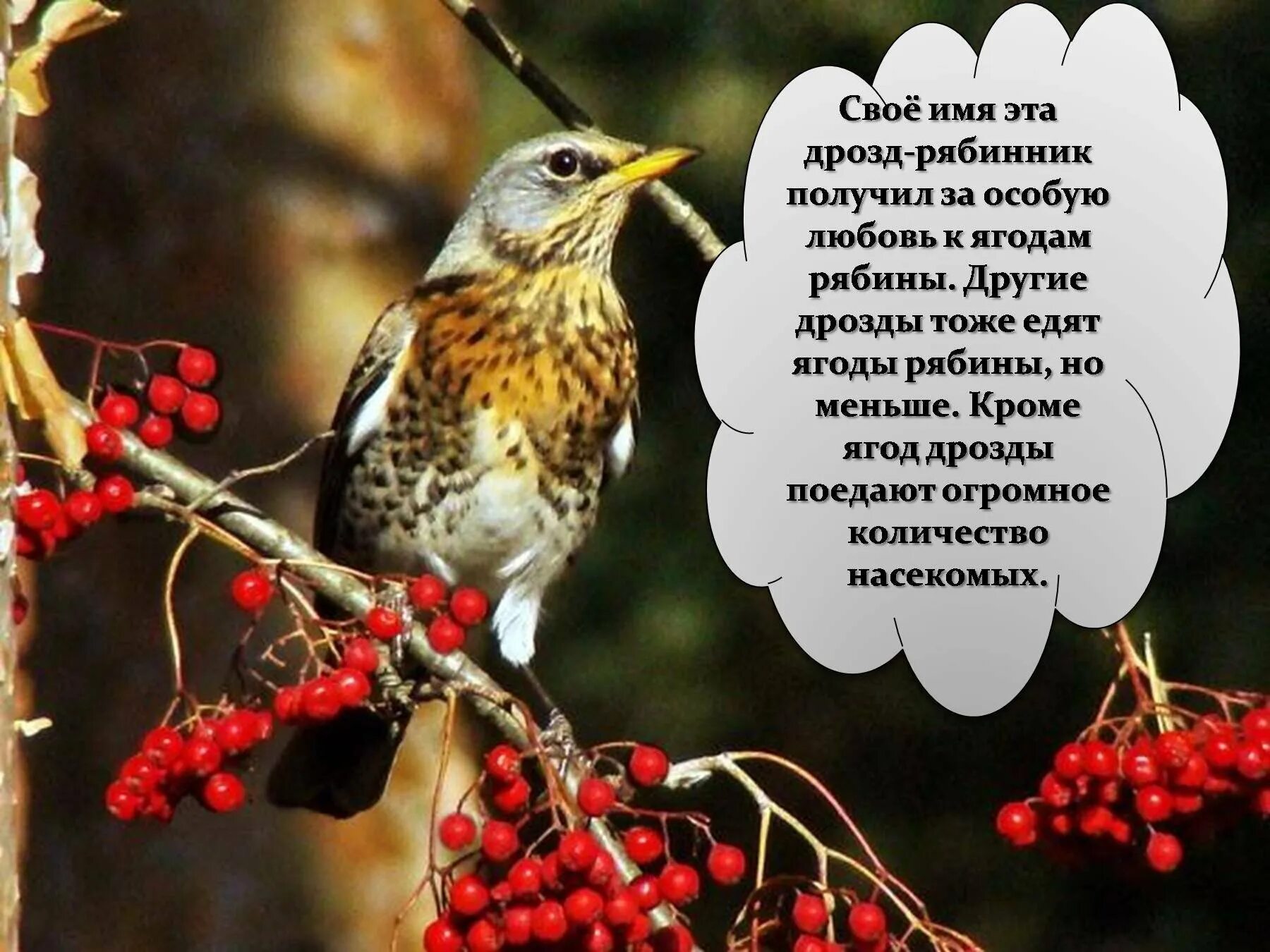 Дрозды фото птицы описание чем питается Картинки ГДЕ ОБИТАЮТ ДРОЗДЫ