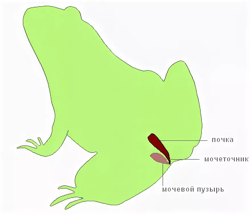 Мочеточник у земноводных. Выделительная система система земноводных. Выделительная система лягушки. Строение выделительной системы земноводных. Выделительная система лягушки схема.
