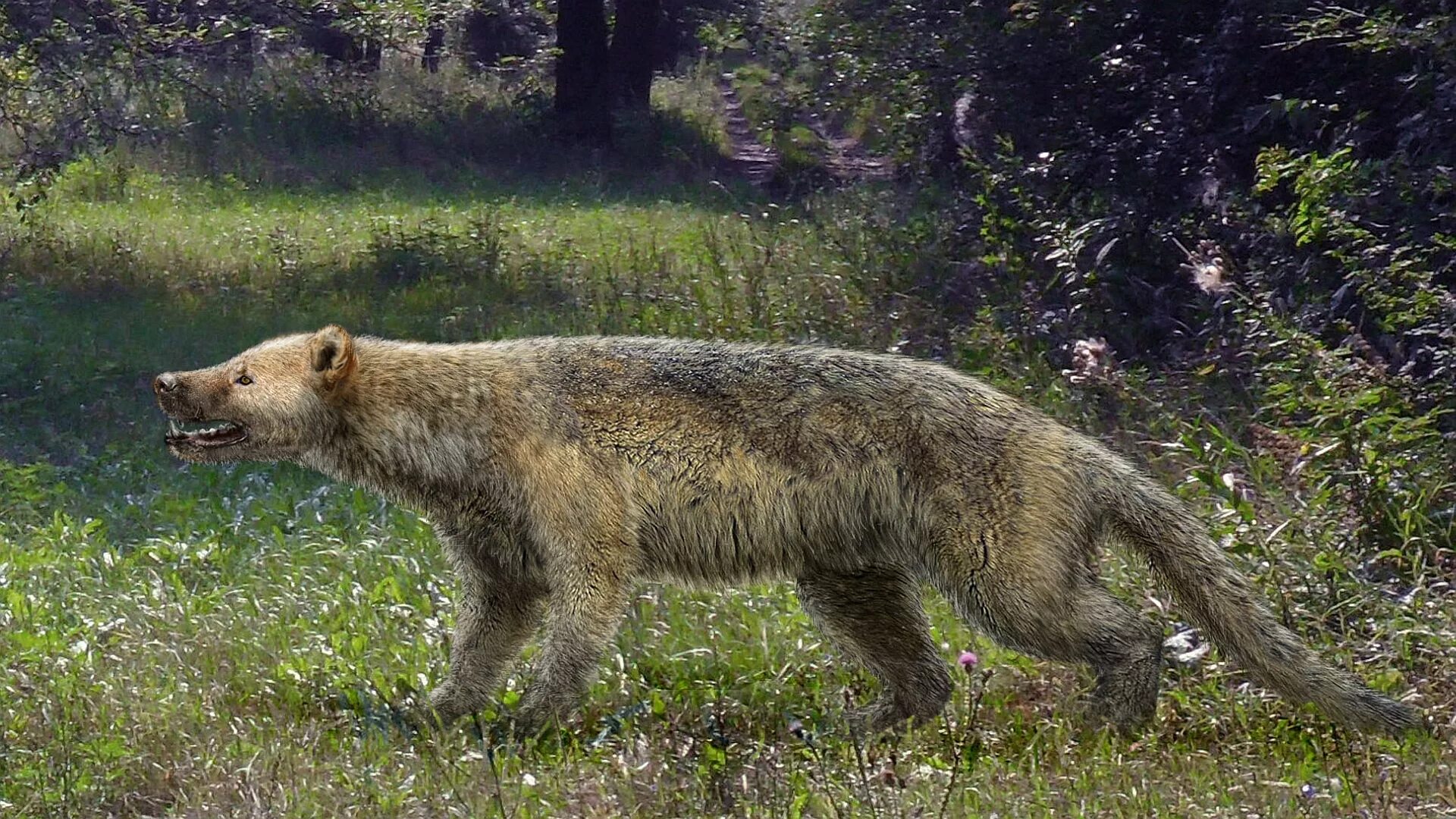 Кадьяк (медведь). Медведь хищное млекопитающее. Млекопитающие медведь. Медведь всеядный. Внешний вид медведя.