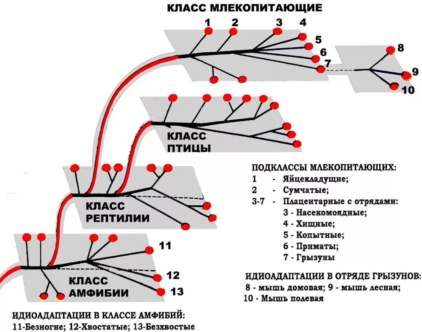 Направление эволюционного развития. Чередование главных направлений эволюции Северцов. Правило чередования главных направлений эволюции. Таблица основные направления эволюции арогенез аллогенез катагенез. Правило чередование направлений эволюции Северцов.