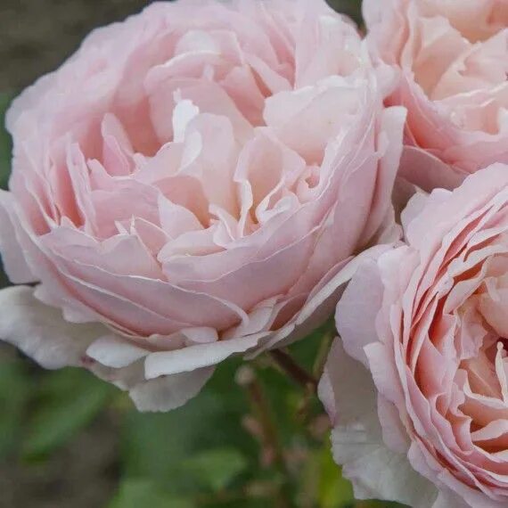 Rosier PRINCESSE CHARLENE DE MONACO ® Meidysouk Princesse charlene, Charlene de 