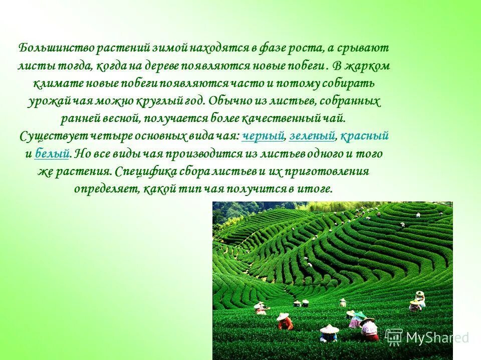 мискантус gracillimus. большинство травы. большинство травы. зелень трава. растения растущие на лугу.