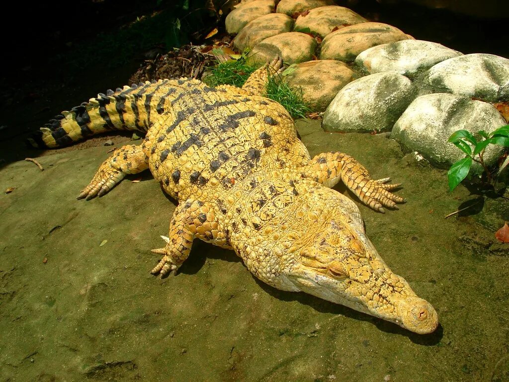 Какой крокодил зеленый. Жёлтый Кайман крокодил. Нильский крокодил. Крокодил Аллигатор Кайман. Жёлтый Нильский крокодил.