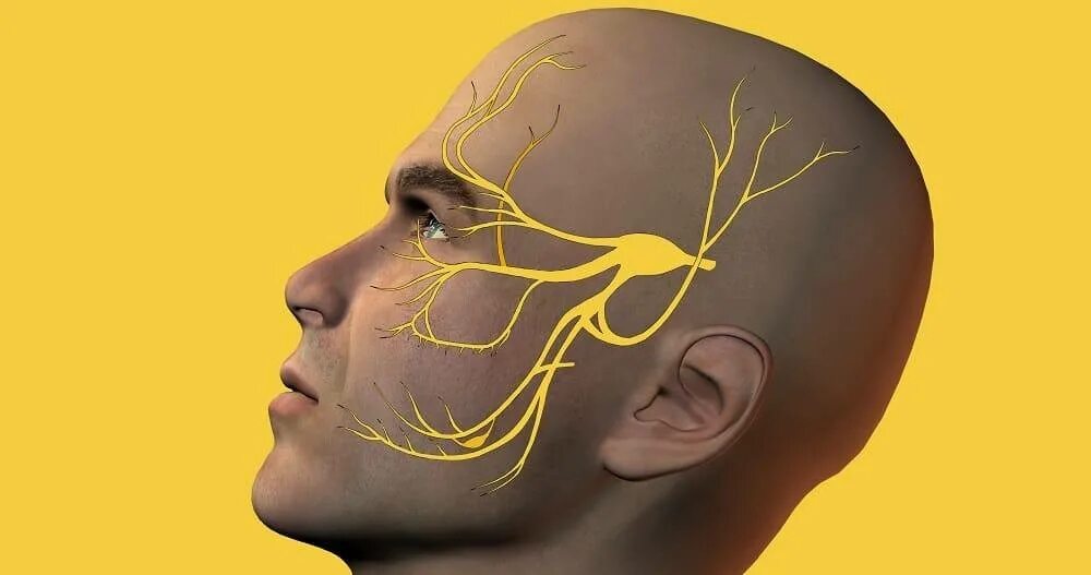 Процерус и корругатор. Лицевой и тройничный нерв анатомия. Лицевой нерв. Тройничный нерв анатомия симптомы поражения. Неврит тройничного нерва.