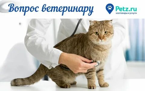 Сколько ветеринар кошку
