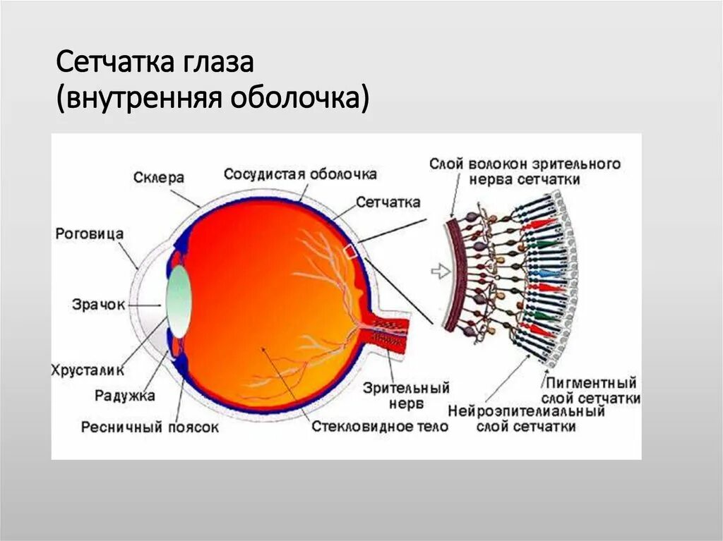 Какую функцию имеет оболочка. Сетчатка глаза строение и функции. Строение и функции сетчатки оболочки глаза. Оболочки глазного яблока сетчатка колбочки. Внутренняя оболочка сетчатка.