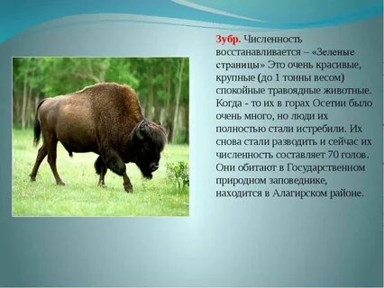 Зубр как пользоваться
